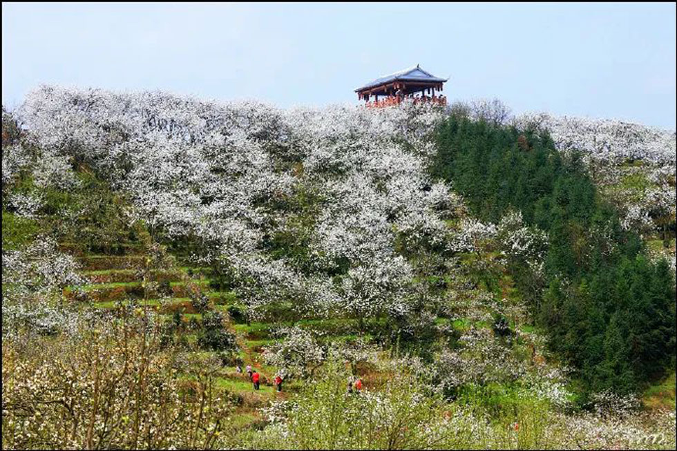 【春天，广西桂林灌阳县向您发出邀请！】我们在灌阳看梨花 - 游山玩水 - 达州生活社区 - 达州28生活网 dazhou.28life.net