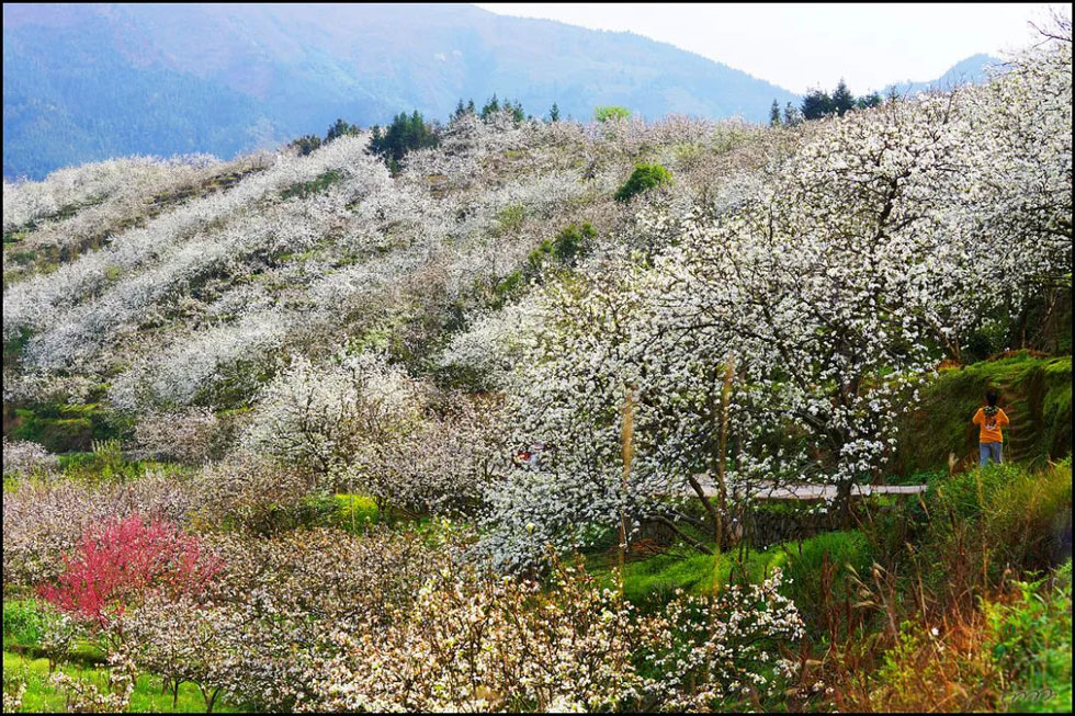 【春天，广西桂林灌阳县向您发出邀请！】我们在灌阳看梨花 - 游山玩水 - 达州生活社区 - 达州28生活网 dazhou.28life.net
