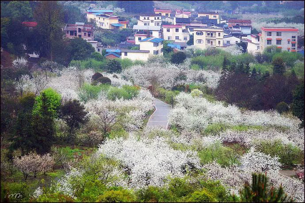 【春天，广西桂林灌阳县向您发出邀请！】我们在灌阳看梨花 - 游山玩水 - 达州生活社区 - 达州28生活网 dazhou.28life.net