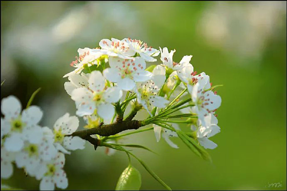 【春天，广西桂林灌阳县向您发出邀请！】我们在灌阳看梨花 - 游山玩水 - 达州生活社区 - 达州28生活网 dazhou.28life.net