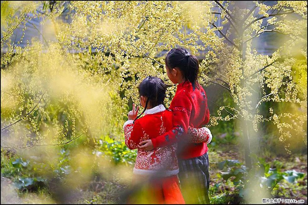 【春天，广西桂林灌阳县向您发出邀请！】米珠山前有片山苍子花在飘香 - 游山玩水 - 达州生活社区 - 达州28生活网 dazhou.28life.net