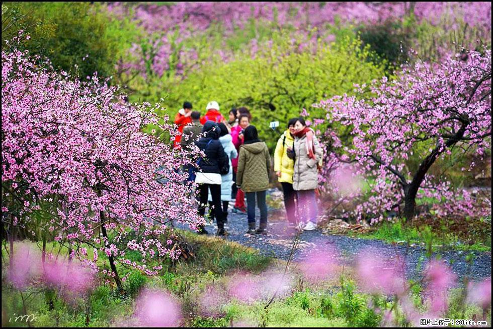 【春天,广西桂林灌阳县向您发出邀请!】官庄村有个醉美的桃花园 - 游山玩水 - 达州生活社区 - 达州28生活网 dazhou.28life.net
