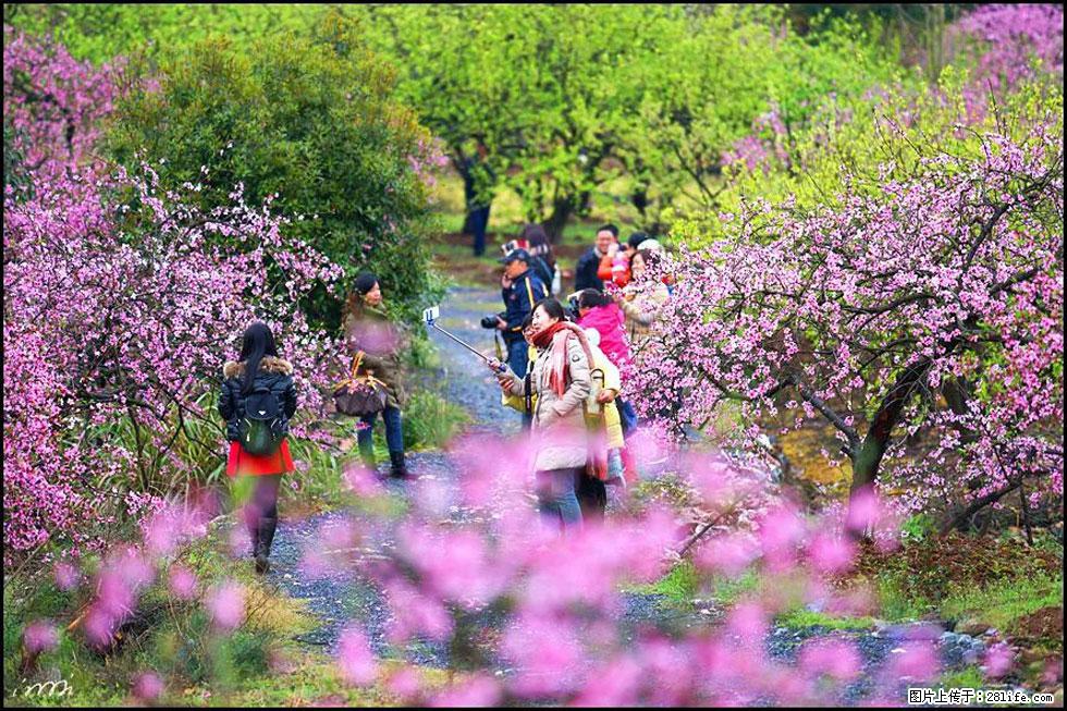【春天,广西桂林灌阳县向您发出邀请!】官庄村有个醉美的桃花园 - 游山玩水 - 达州生活社区 - 达州28生活网 dazhou.28life.net