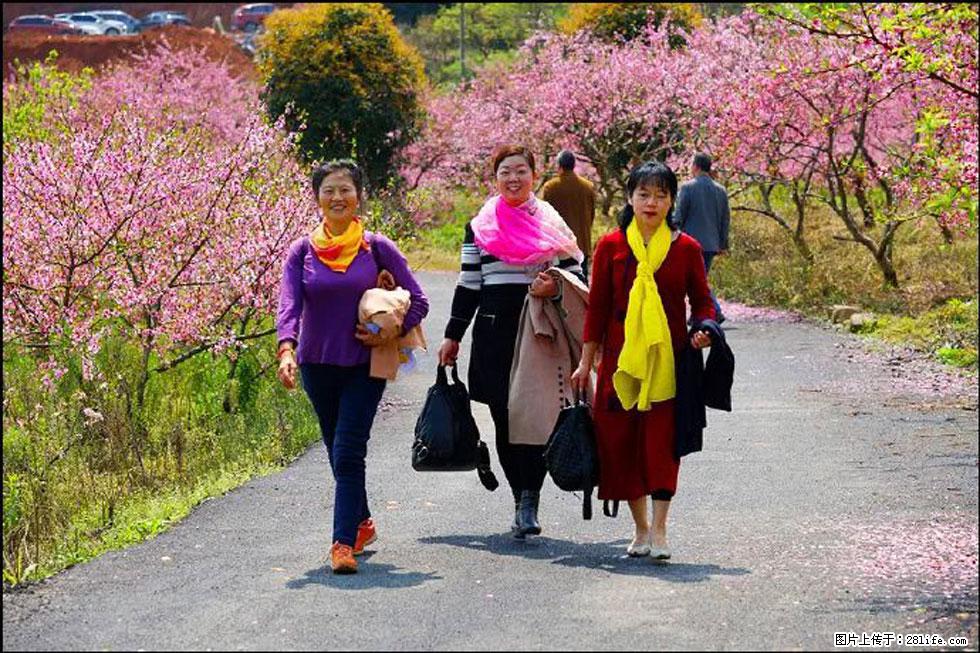 【春天,广西桂林灌阳县向您发出邀请!】官庄村有个醉美的桃花园 - 游山玩水 - 达州生活社区 - 达州28生活网 dazhou.28life.net