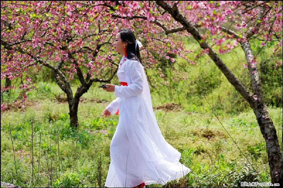 【春天,广西桂林灌阳县向您发出邀请!】官庄村有个醉美的桃花园 - 游山玩水 - 达州生活社区 - 达州28生活网 dazhou.28life.net