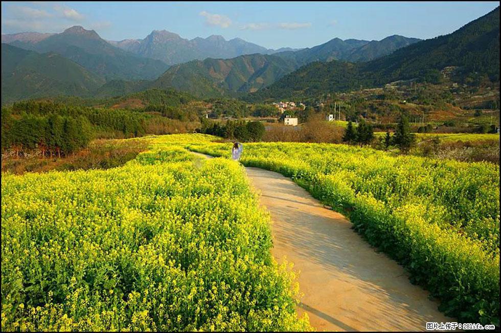 【春天，广西桂林灌阳县向您发出邀请！】长坪村油菜盛情花开 - 游山玩水 - 达州生活社区 - 达州28生活网 dazhou.28life.net