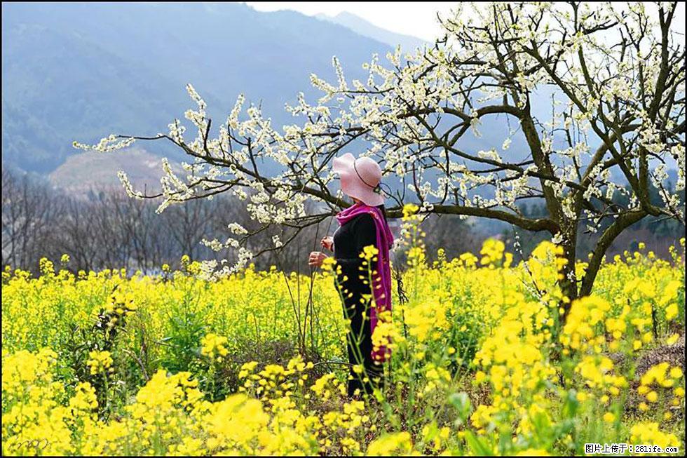 【春天，广西桂林灌阳县向您发出邀请！】长坪村油菜盛情花开 - 游山玩水 - 达州生活社区 - 达州28生活网 dazhou.28life.net