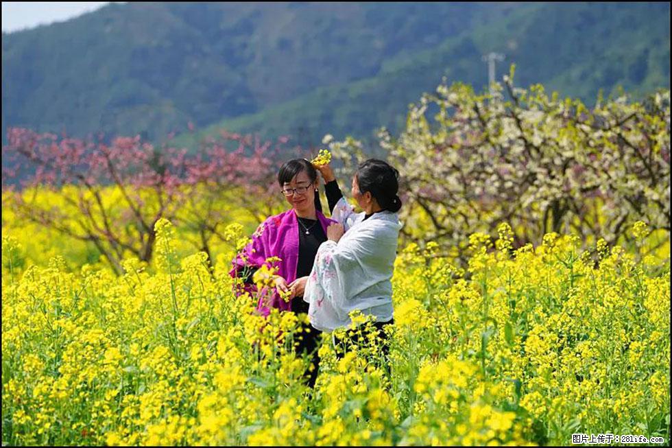 【春天，广西桂林灌阳县向您发出邀请！】长坪村油菜盛情花开 - 游山玩水 - 达州生活社区 - 达州28生活网 dazhou.28life.net