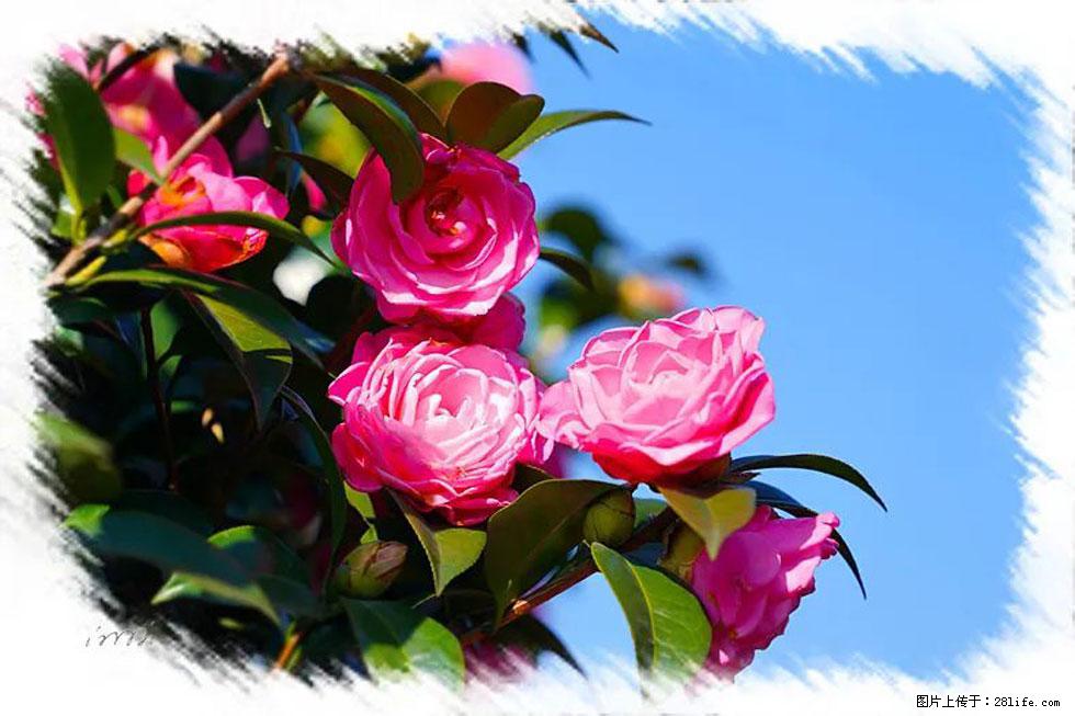 【春天，广西桂林灌阳县向您发出邀请！】杨柳井茶花惹人爱 - 游山玩水 - 达州生活社区 - 达州28生活网 dazhou.28life.net