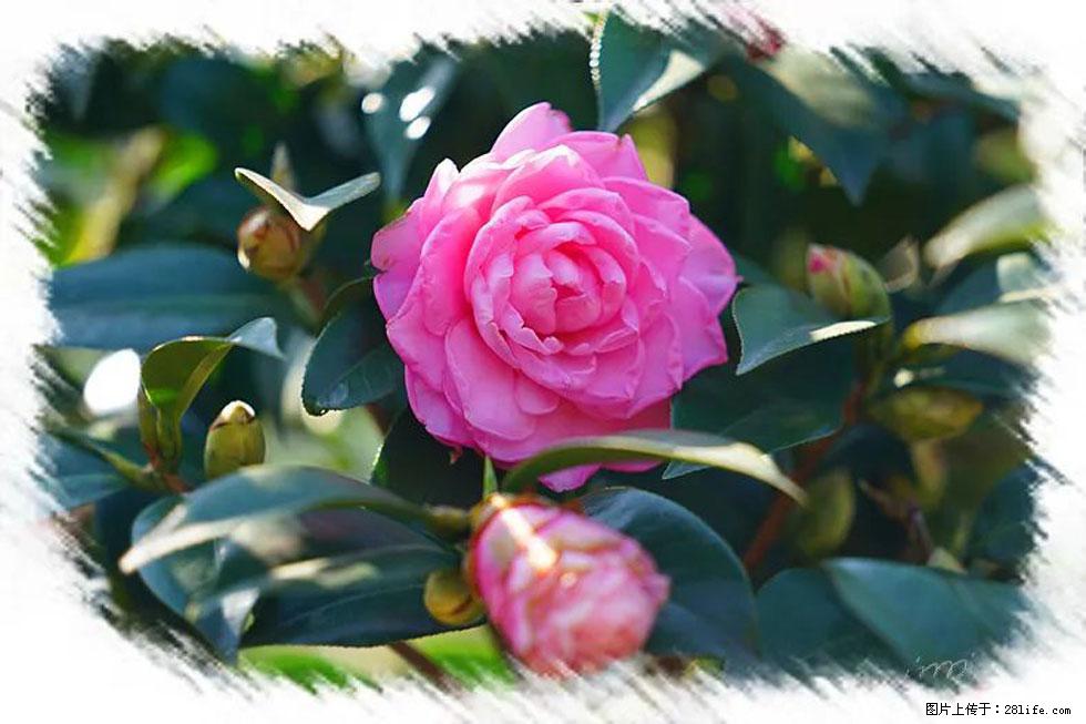 【春天，广西桂林灌阳县向您发出邀请！】杨柳井茶花惹人爱 - 游山玩水 - 达州生活社区 - 达州28生活网 dazhou.28life.net