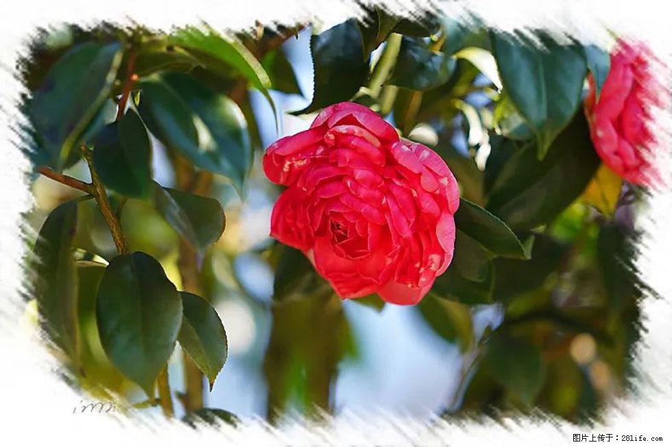 【春天，广西桂林灌阳县向您发出邀请！】杨柳井茶花惹人爱 - 游山玩水 - 达州生活社区 - 达州28生活网 dazhou.28life.net