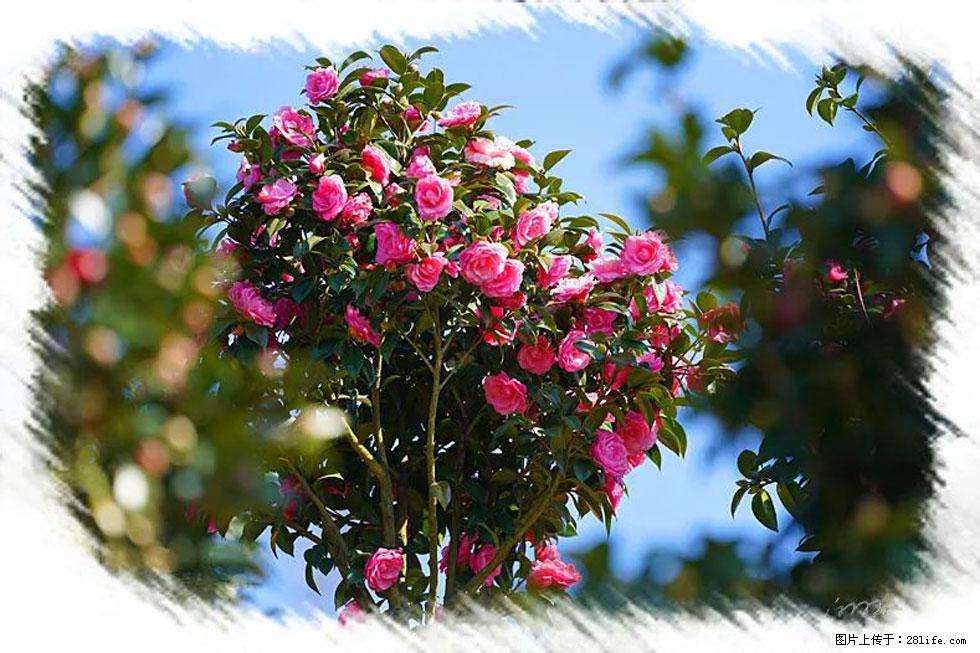 【春天，广西桂林灌阳县向您发出邀请！】杨柳井茶花惹人爱 - 游山玩水 - 达州生活社区 - 达州28生活网 dazhou.28life.net