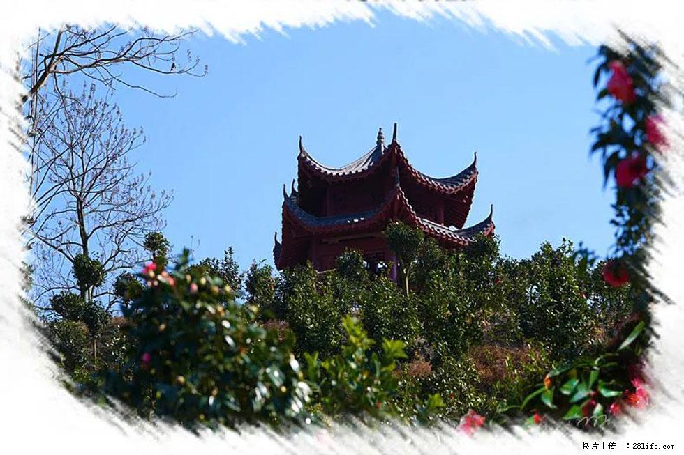 【春天，广西桂林灌阳县向您发出邀请！】杨柳井茶花惹人爱 - 游山玩水 - 达州生活社区 - 达州28生活网 dazhou.28life.net