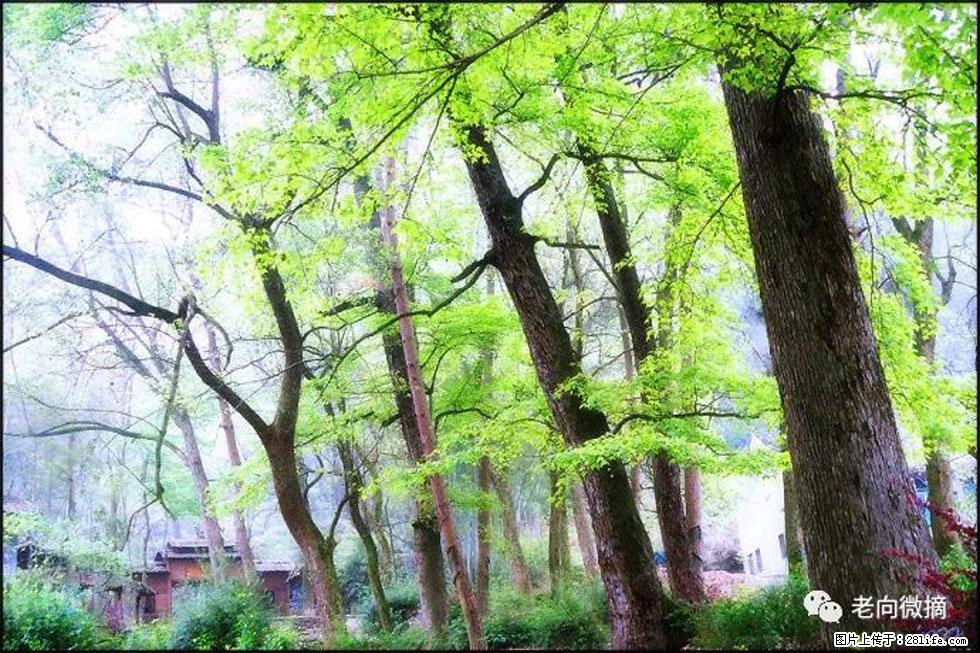 【春天，广西桂林灌阳县向您发出邀请！】在小龙村与春天约会 - 游山玩水 - 达州生活社区 - 达州28生活网 dazhou.28life.net