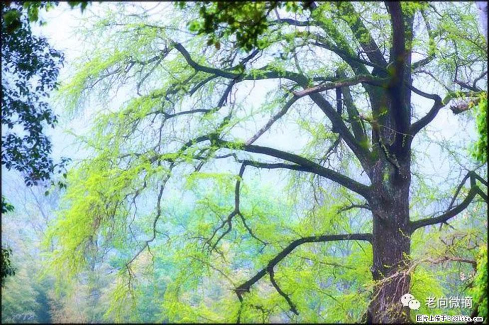 【春天，广西桂林灌阳县向您发出邀请！】在小龙村与春天约会 - 游山玩水 - 达州生活社区 - 达州28生活网 dazhou.28life.net