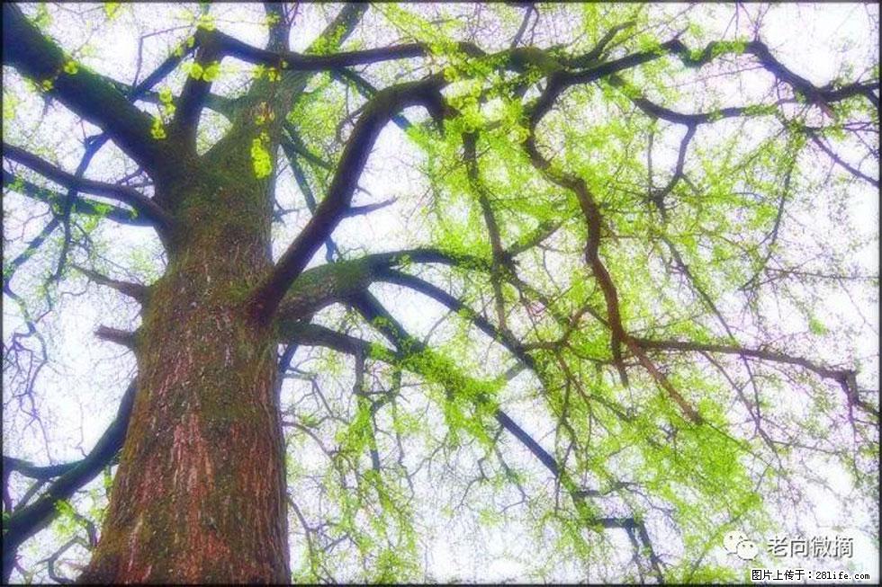 【春天，广西桂林灌阳县向您发出邀请！】在小龙村与春天约会 - 游山玩水 - 达州生活社区 - 达州28生活网 dazhou.28life.net
