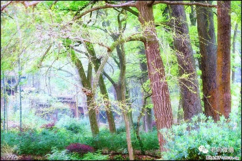 【春天，广西桂林灌阳县向您发出邀请！】在小龙村与春天约会 - 游山玩水 - 达州生活社区 - 达州28生活网 dazhou.28life.net