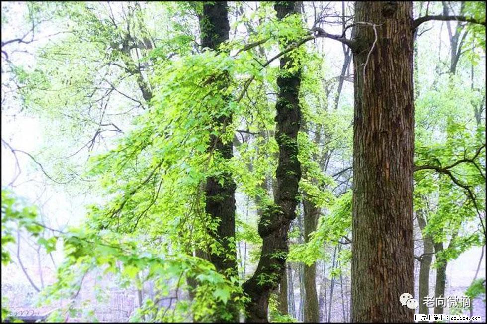 【春天，广西桂林灌阳县向您发出邀请！】在小龙村与春天约会 - 游山玩水 - 达州生活社区 - 达州28生活网 dazhou.28life.net