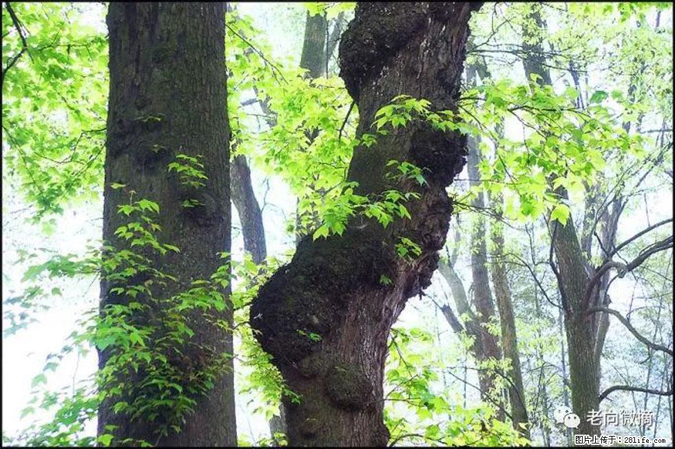 【春天，广西桂林灌阳县向您发出邀请！】在小龙村与春天约会 - 游山玩水 - 达州生活社区 - 达州28生活网 dazhou.28life.net