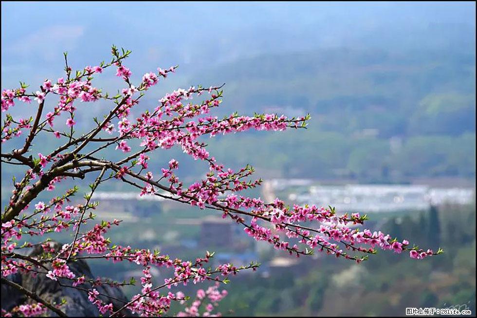 【春天，广西桂林灌阳县向您发出邀请！】望月岭上桃花开 - 游山玩水 - 达州生活社区 - 达州28生活网 dazhou.28life.net