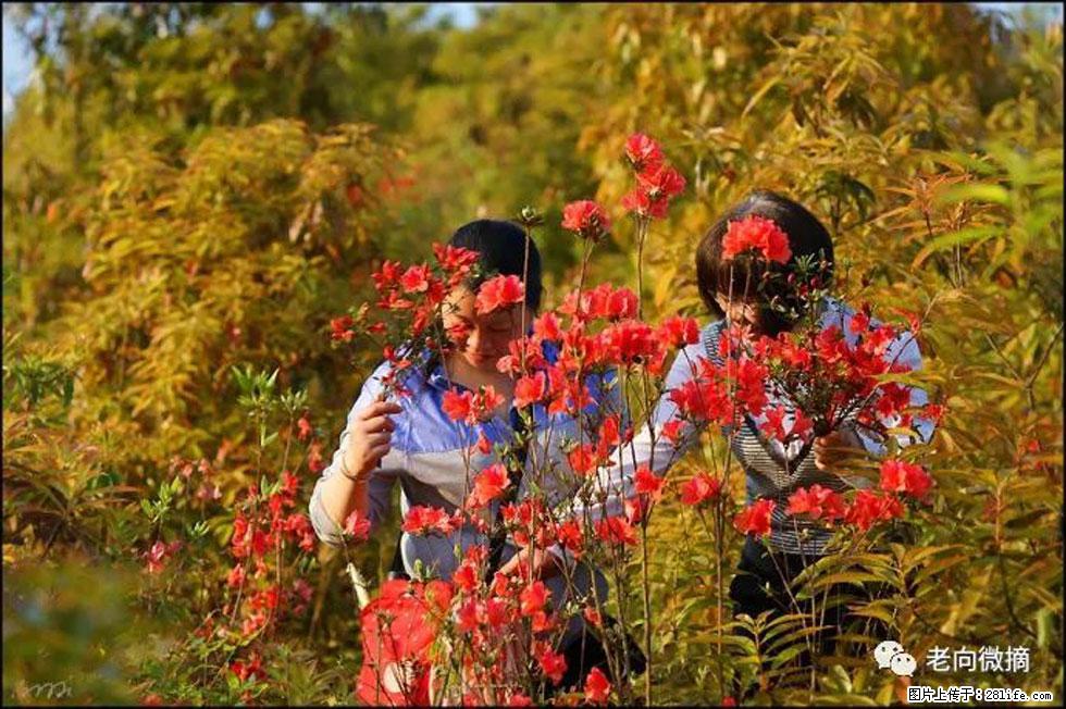 【春天，广西桂林灌阳县向您发出邀请！】登麒麟山，相约映山红 - 游山玩水 - 达州生活社区 - 达州28生活网 dazhou.28life.net