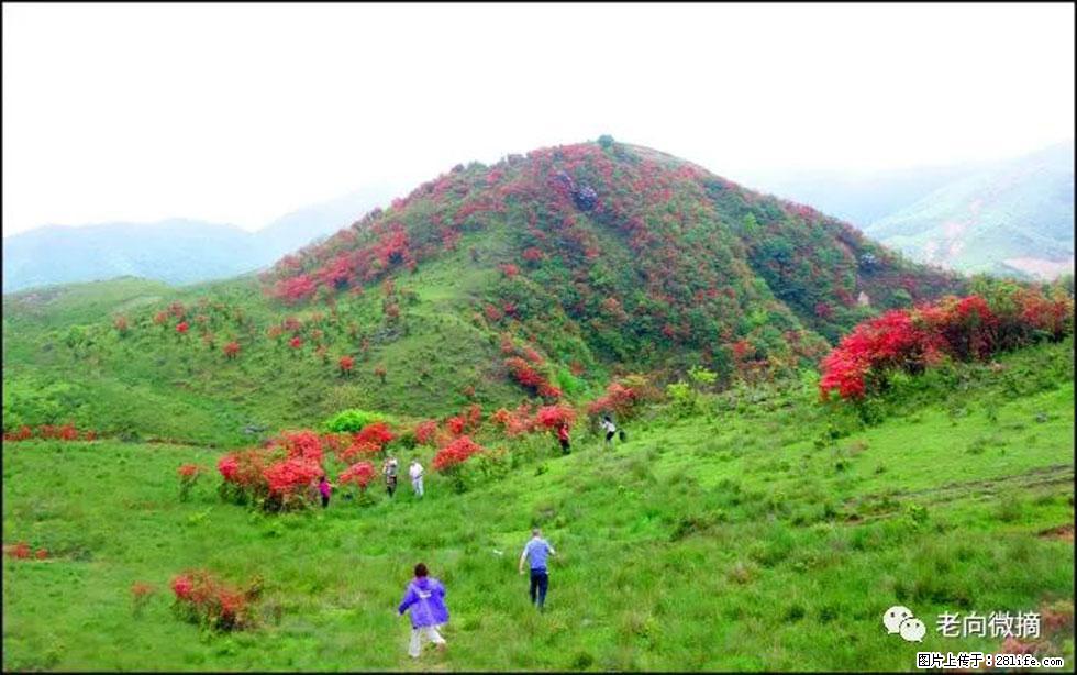 【春天，广西桂林灌阳县向您发出邀请！】宝盖山上映山红 - 游山玩水 - 达州生活社区 - 达州28生活网 dazhou.28life.net