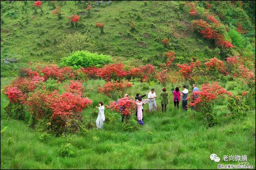 【春天，广西桂林灌阳县向您发出邀请！】宝盖山上映山红 - 游山玩水 - 达州生活社区 - 达州28生活网 dazhou.28life.net