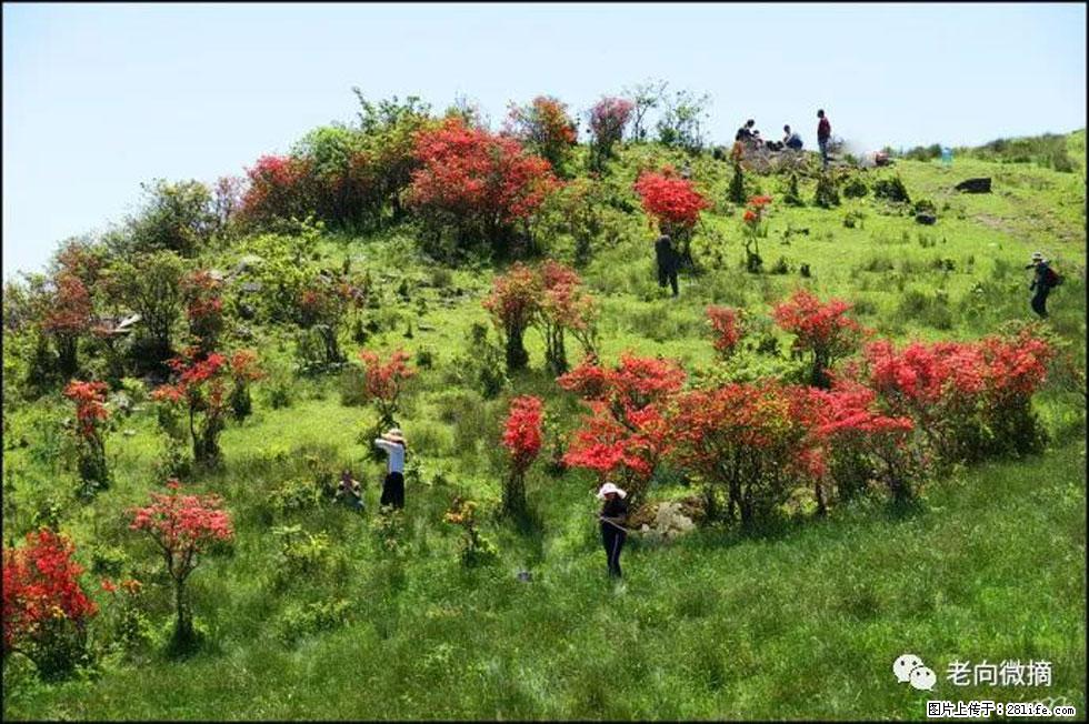 【春天，广西桂林灌阳县向您发出邀请！】宝盖山上映山红 - 游山玩水 - 达州生活社区 - 达州28生活网 dazhou.28life.net