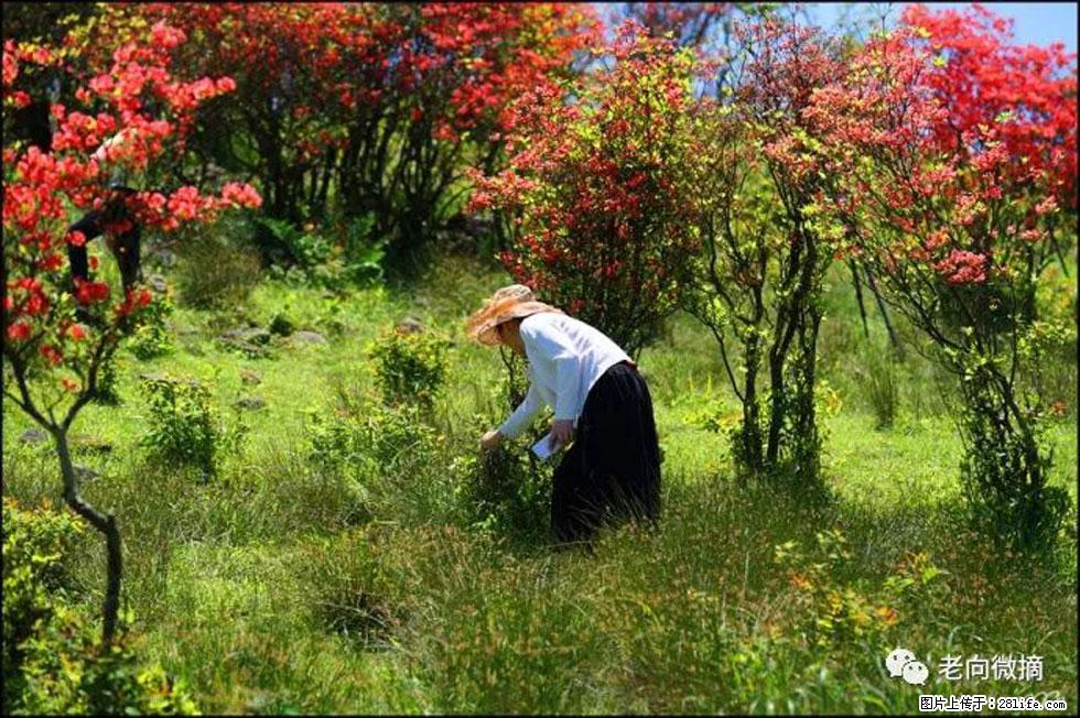 【春天，广西桂林灌阳县向您发出邀请！】宝盖山上映山红 - 游山玩水 - 达州生活社区 - 达州28生活网 dazhou.28life.net