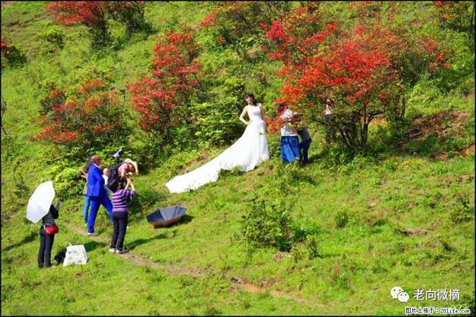 【春天，广西桂林灌阳县向您发出邀请！】宝盖山上映山红 - 游山玩水 - 达州生活社区 - 达州28生活网 dazhou.28life.net