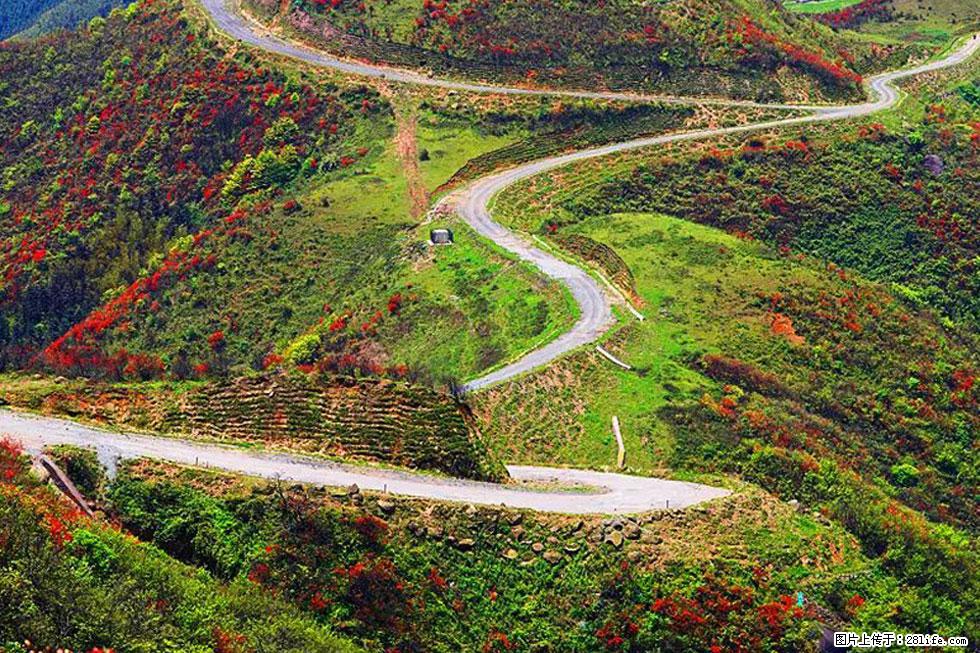 【春天，广西桂林灌阳县向您发出邀请！】春木界上映山红 - 游山玩水 - 达州生活社区 - 达州28生活网 dazhou.28life.net