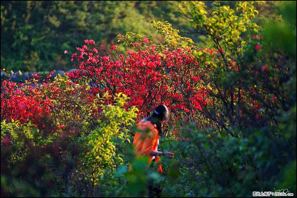 【春天，广西桂林灌阳县向您发出邀请！】春木界上映山红 - 游山玩水 - 达州生活社区 - 达州28生活网 dazhou.28life.net