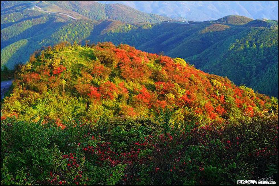 【春天，广西桂林灌阳县向您发出邀请！】春木界上映山红 - 游山玩水 - 达州生活社区 - 达州28生活网 dazhou.28life.net