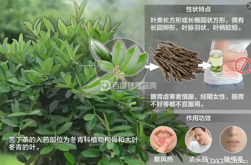 苦丁茶有哪些功效和作用 - 生活百科 - 达州生活社区 - 达州28生活网 dazhou.28life.net