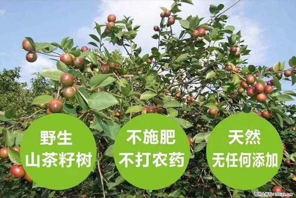 【灌阳县油茶产业示范区】一个有着充实的精神生活的人，对待身外之物自会有一种淡泊的态度 - 土特产 - 饮食特产 - 达州分类信息 - 达州28生活网 dazhou.28life.net