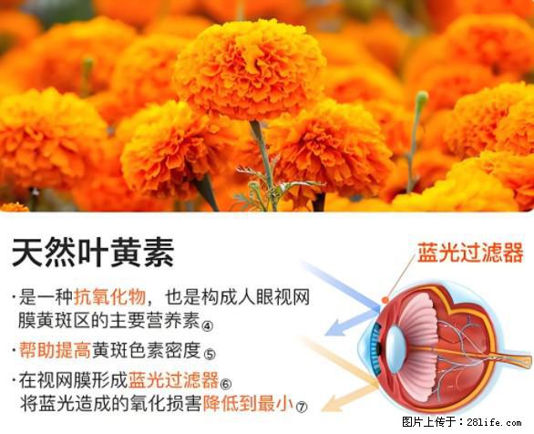 叶黄素有什么功效和作用 - 生活百科 - 达州生活社区 - 达州28生活网 dazhou.28life.net