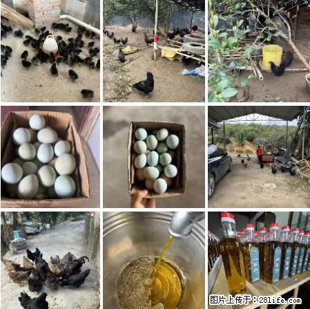 油茶园从小鸡仔开始养起的纯土鸡、土鸡蛋可以预定啦！还有前几天刚榨的纯山茶油哦 - 美食天地 - 达州生活社区 - 达州28生活网 dazhou.28life.net