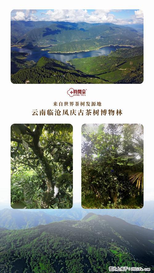 时间果百年古树2025年春红茶 - 购物交流 - 达州生活社区 - 达州28生活网 dazhou.28life.net