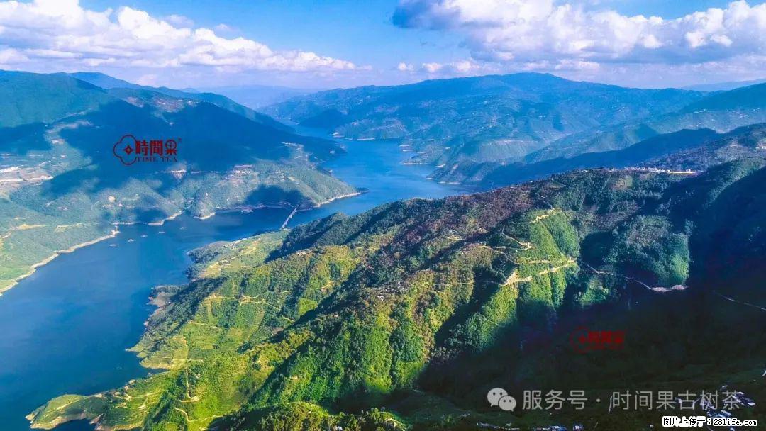 时间果百年古树龙珠普洱生茶 - 购物交流 - 达州生活社区 - 达州28生活网 dazhou.28life.net