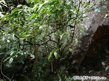 平乐石崖茶，珍贵仅次于金花茶 - 达州生活资讯 - 达州28生活网 dazhou.28life.net