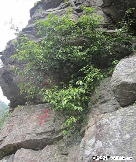 平乐石崖茶，珍贵仅次于金花茶 - 达州生活资讯 - 达州28生活网 dazhou.28life.net